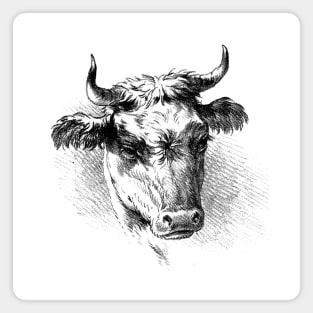 Bull's Head Black and White Illustration Magnet